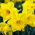 50 Yellow Daffodil Bulbs for Planting - Dutch Master Value Bag - Plant in Gardens, Borders & Flowerbeds - Bulb Size 10/12 cm - Easy to Grow Fall Flowers Bulbs by Willard & May by WillardMay