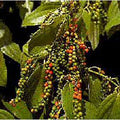 Peppercorns (Black Pepper) Seeds, 45 Seeds by Unknown