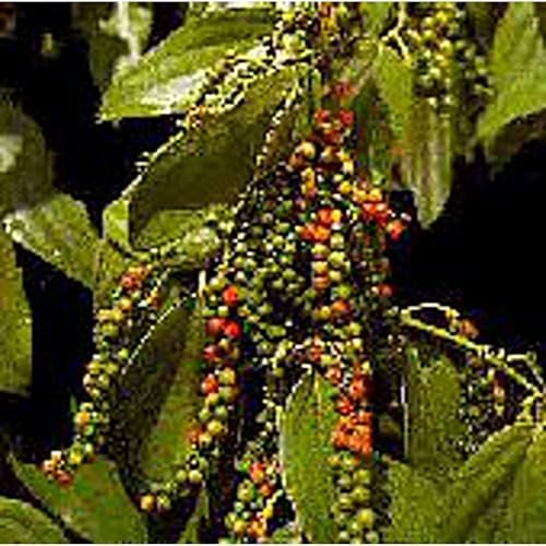 Peppercorns (Black Pepper) Seeds, 45 Seeds by Unknown