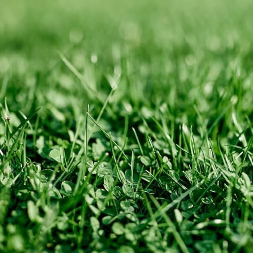 Ferry-Morse Microclover & Fescue Grass Alternative Mix, 570,000+, 1 lb by FerryMorse