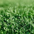 Ferry-Morse Microclover & Fescue Grass Alternative Mix, 570,000+, 1 lb by FerryMorse
