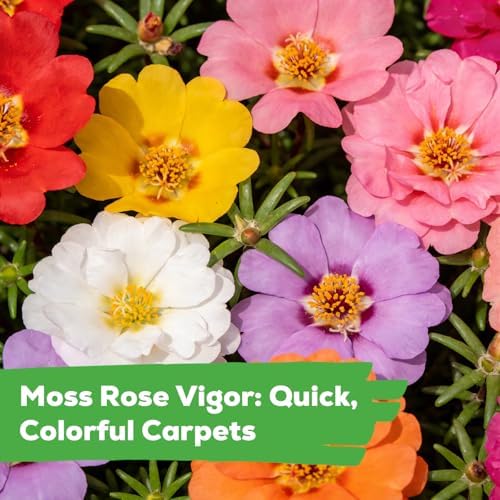 Moss Rose Seeds for Planting, 24,000+ Annual Flower for Ground Cover Flower Seeds, Perennial Variety, Easy to Grow, Portulaca Seeds to Plant Outdoors Garden Containers - Image 5