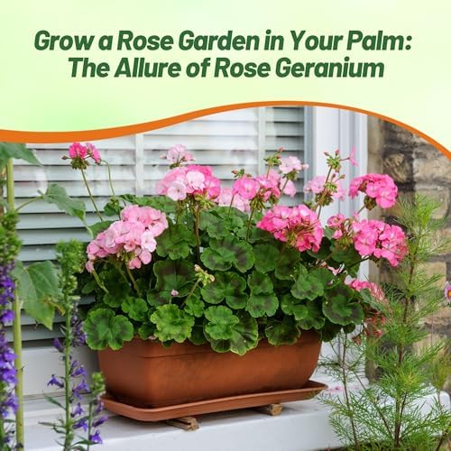 Outsidepride Rose Geranium Seeds for Planting - 50 Pcs Annual, Heat & Drought Tolerant Flower Seeds with Green Foliage & Rose Blooms for Pots, Borders & Lush Summer Garden Displays - Image 6