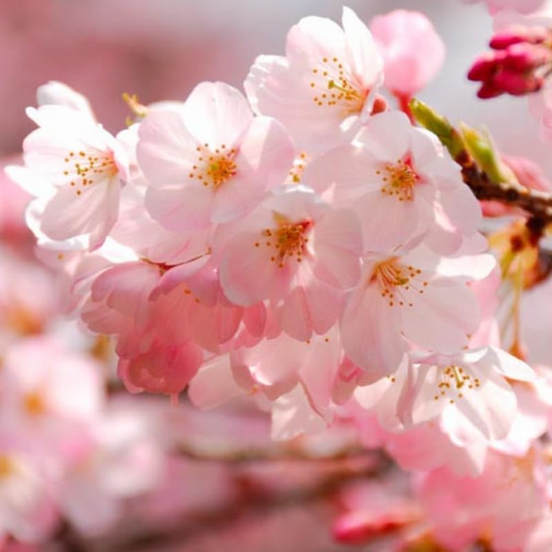 Light Pink Cherry Blossom Tree Live Plant, 6-12 Inch Tall, 2.5 Inch Pot by Unknown