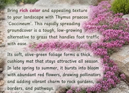 Live Perennial Red/Pink Creeping Thyme Seedlings: Ready-to-Plant, Starters, Plugs, Garden Ready, Live Plants, Transplants, 6 Plants - Image 6