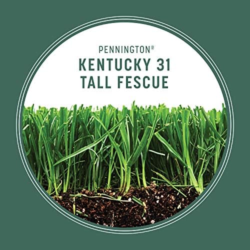 Pennington Kentucky 31 Tall Fescue Penkoted Grass Seed 3 lb, Green (Pack of 2) - Image 3
