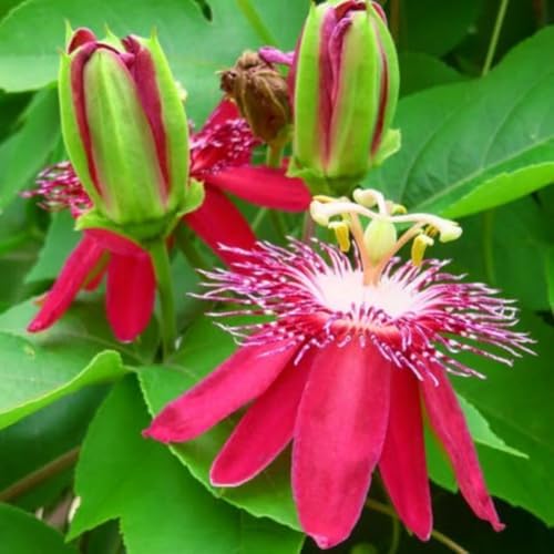 2 Burgundy Passion Flower Live Plants, Passiflora Vine to Grow 5-7" Tall - Image 5