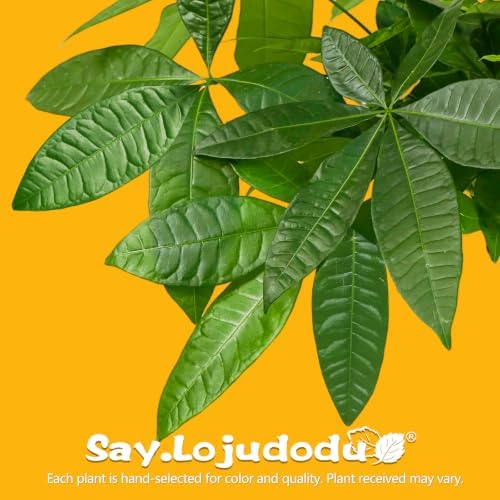 Money Tree Live Indoor Plant, Air Purifying, Easy Low Light - Image 2