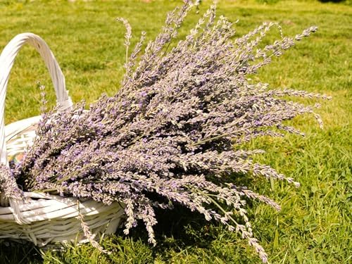 Greenwood Nursery: Live Perennial Plants - Grosso Lavender + Lavandula x Intermedia - [Qty: 3X 3.5 Pots] - (Click for Other Available Plants/Quantities) - Image 2