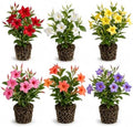 Set 4 Mixed Mandevilla Live Plant Dipladenia Mandevilla Vine Climbing Jasmine Bushes, Tropical Vines for Trellises, 4-6 Inch Tall by MocNursery