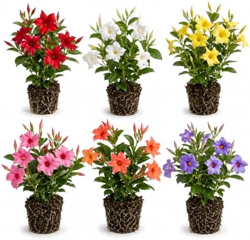 Set 4 Mixed Mandevilla Live Plant Dipladenia Mandevilla Vine Climbing Jasmine Bushes, Tropical Vines for Trellises, 4-6 Inch Tall by MocNursery