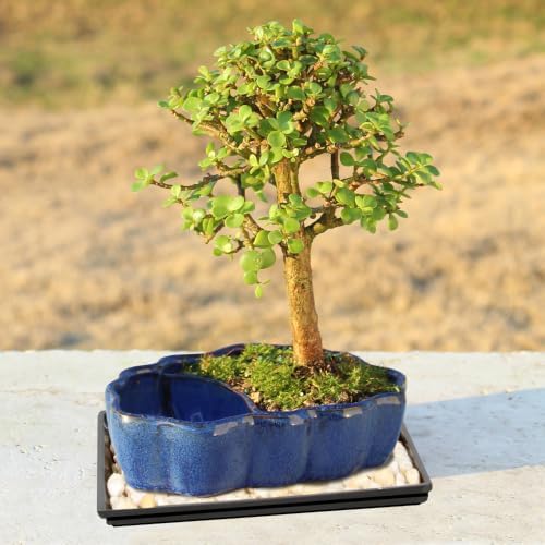 Brussel's Bonsai - Small Jade Live Bonsai Tree with Tray, Indoor Plant - Image 6