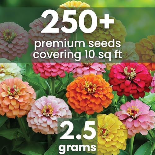 Zinnia California Giants - Large 2,500mg Envelope - 250 Flower Seeds for Planting - Zinnia elegans - Image 2