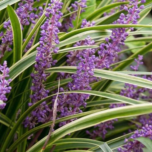 18 Pack - Liriope 'Variegated' Grass - Image 4