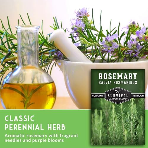 Rosemary Seeds for Planting – Survival Garden Seeds (5 Pack) - Image 3