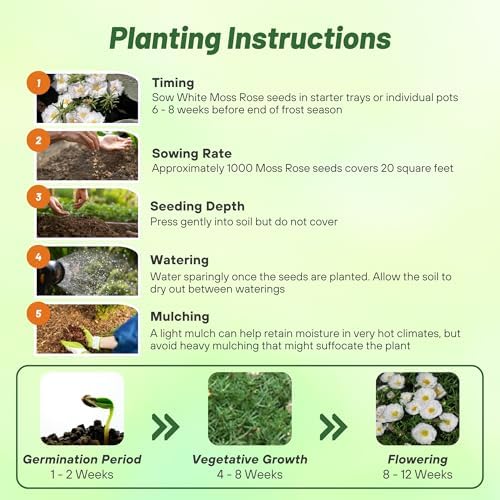 Outsidepride White Moss Rose Seeds - 10000 Pcs Annual, Drought & Heat Tolerant, Pollinator Friendly Ground Cover Seeds for Planting w/Vibrant Blooms & Succulent Foliage, Ideal for Xeriscaping - Image 5