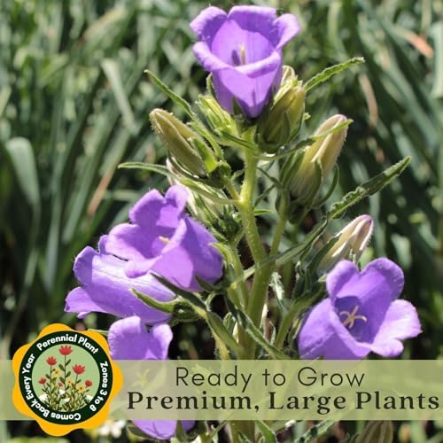 Clovers Garden Campanula (Bellflower) Rapido Blue Plants – Two (2) Live Plants – Non-GMO - Not Seeds - Each 3" to 6" Tall – in 4" Inch Pots – Perennial, Hummingbird & Bee Favorite - Image 6