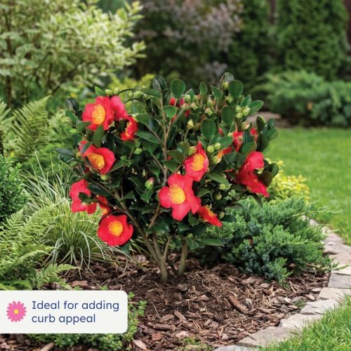 Yuletide Camellia, Live Evergreen Flowering Shrub, 3 Gallon - Image 3