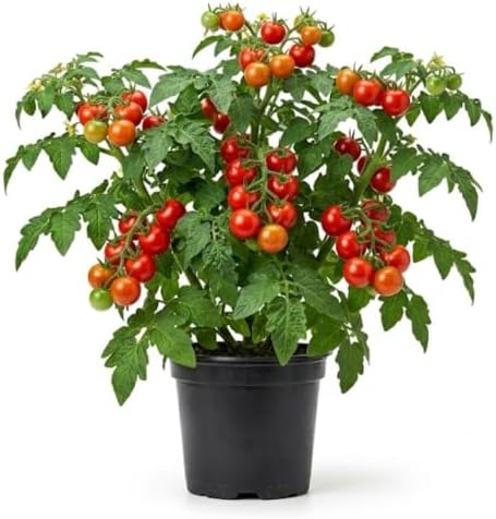 Cherry Tomato Plant, Live Tomato Vegetable Seedling in 4 Inch Pot by PlantsSeedsBulbs