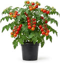 Cherry Tomato Plant, Live Tomato Vegetable Seedling in 4 Inch Pot by PlantsSeedsBulbs