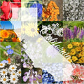 Northern California Wildflower Seed Mix, 1/2 lb Covers 1,500 sq ft, Multi-Color Perennial and Annual Non-GMO Blooms, Spring and Fall Planting in Pacific Northwestern United States (1/2 Pound) by PaperStreetPerennials