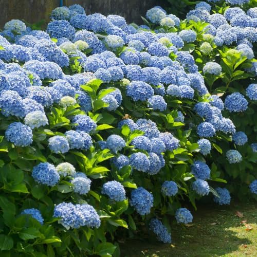Blue Hydrangea Plant Live, Garden Shrub, 7-12" Tall, in Pot - Image 5