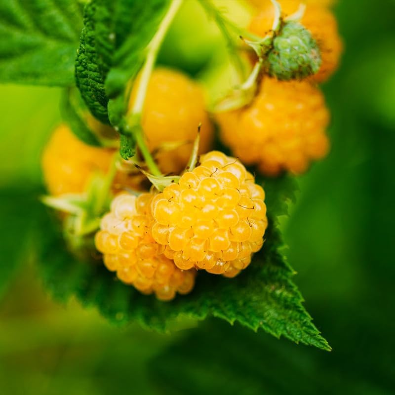 2 Fall Gold Raspberry Live Plants, Backyard Berry Bush Plant, 5-9 Inch Tall - Image 6