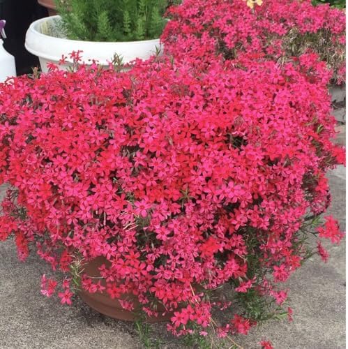 Red Phlox Live Plant, Hardy Ground Cover Perennial, 4-6 Inch Tall - Image 4
