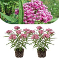 2 Pink Milkweed Live Plants, Flowering Plant, 4-7 Inch Tall by PlantsSeedsBulbs