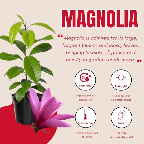 Ann Magnolia Flower Tree Live Plant, Spring Bloom Tree, 2.5'' Pot - Image 3