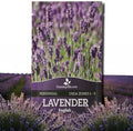 Outsidepride English Lavender Seeds - 10000 Pcs Perennial Herb by Outsidepride