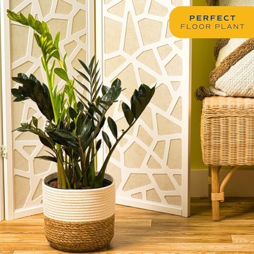 Costa Farms ZZ Plant, Live Indoor Plant, Air Purifying, Easy Care - Image 4