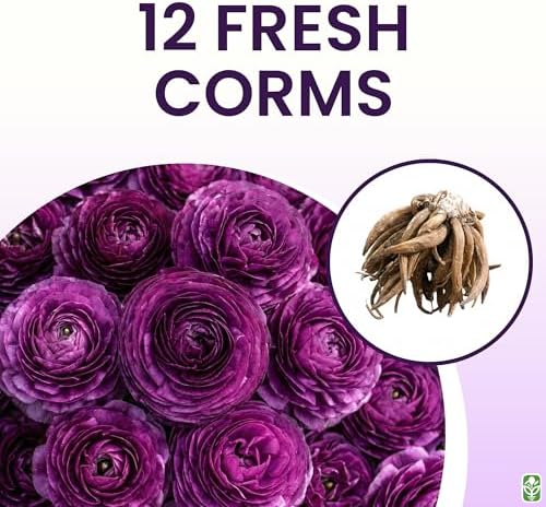 Purple Aviv Peony Ranunculus - 12 Largest Size Corms, Premium Ranunculus Bulbs, Vibrant Purple Flowers, Ideal for Garden Beds, Stunning Peony-Like Blooms - Image 3