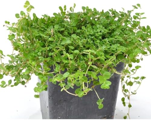 Soleirolia soleirolii, Baby Tears, Angel's Tears, Peace in the Home, Ground Cover, Cnt Sz: 3" by WinterGreenhouse