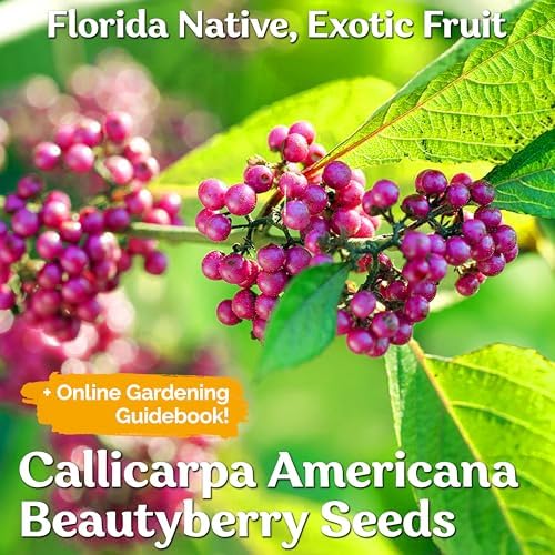 KVITER 30 American Beautyberry Seeds for Planting (Callicarpa Americana) – Beauty Berry Plant Heirloom Seeds, Purple Berries – Fast Growing Shrubs for Privacy, Flower Garden & Patio - Image 2