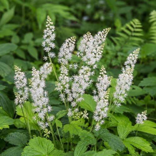 10 Foamflower Bulbs - Live Roots - Image 4