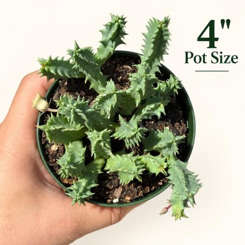 Rare Life Saver Cactus Live Plant - Huernia Zebrina Indoor Succulent Gift - Image 2