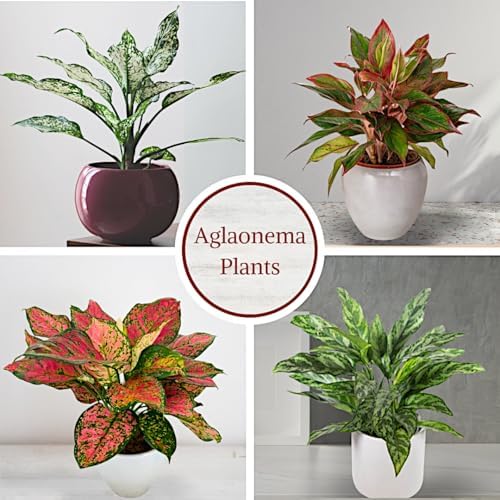 Fam Plants Live Aglaonema Chinese Evergreen Collection (4 Pack) Houseplants - Image 2