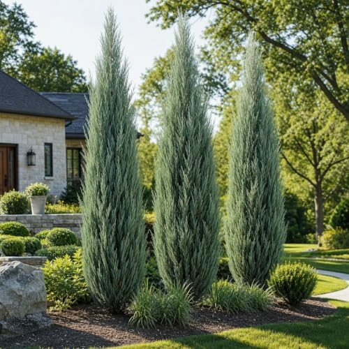Blue Arrow Juniper | 10 Live Plants | Juniperus Scopulorum | Fast Growing Privacy Screen, Outdoor Evergreen Shrub, Narrow Columnar Shape, Low Maintenance Landscape, Drought Tolerant - Image 4