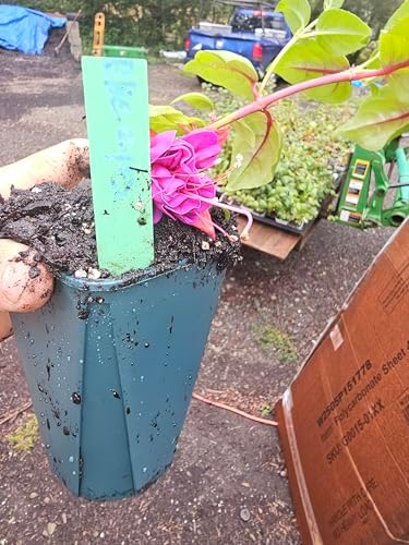 one Live Southgate Fuchsia Fuschia Plant (White/Pink) Bush Shrub Butterfly Hummingbird Attraction pollinator in a 5" Pot, Well Rooted Flowers semi-Shade - Image 5