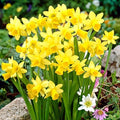 Garden State Bulb Narcissus Tete-a-Tete Daffodil Flower Bulbs, 12/14cm (Bag of 25) by GardenStateBulbCo