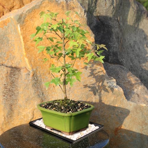 Brussel's Bonsai - Small Maple Live Bonsai Tree with Tray, Indoor Plant - Image 5