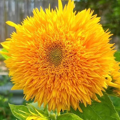 Seed Needs Tall Teddy Sunflower Seeds to Plant Cut Flowers - 2 Packs - Image 4