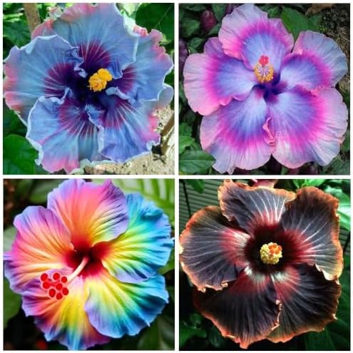 105+ Annual Mixed Hibiscus Flower for Planting Outdoor-Perennials Hibiscus Garden Plants - Image 3