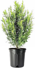 Podocarpus Macrophyllus Japanese Yew | 1 Extra Large Trade 3 Gallon Plant | Evergreen Shrub, Low Maintenance, Drought Tolerant, Privacy Screen Landscaping, Fast Growing, Ornamental Foliage by FloridaFoliage
