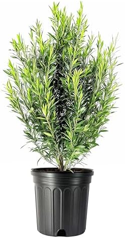 Podocarpus Macrophyllus Japanese Yew | 3 Extra Large Trade 3 Gallon Plants | Evergreen Shrub, Low Maintenance, Drought Tolerant, Privacy Screen Landscaping, Fast Growing, Ornamental Foliage by FloridaFoliage
