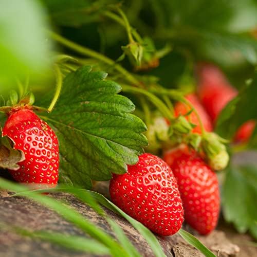Bonnie Plants Strawberry, Live Plant, 19.3 oz. (4-Pack) - Image 2