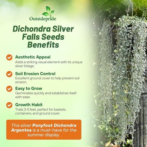 Outsidepride Perennial Dichondra Silver Falls Seed - 15 Pcs Heat & Drought-Tolerant, Low-Maintenance Ground Cover Seeds for Planting, Ideal for Container Plant, Erosion Control, & Silver Foliage - Image 3