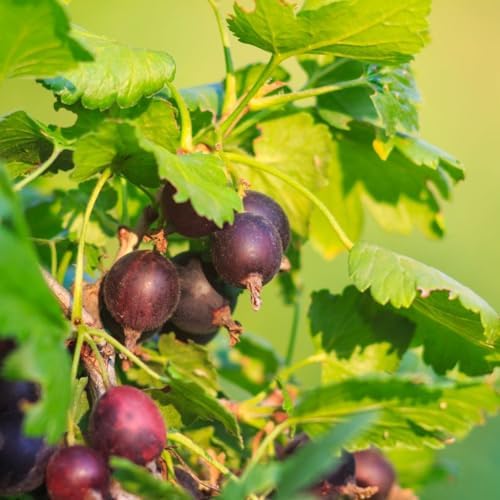 Jeanne Gooseberry Bush Live Plant, Berry Fruit for Planting, 5-9" Tall - Image 3