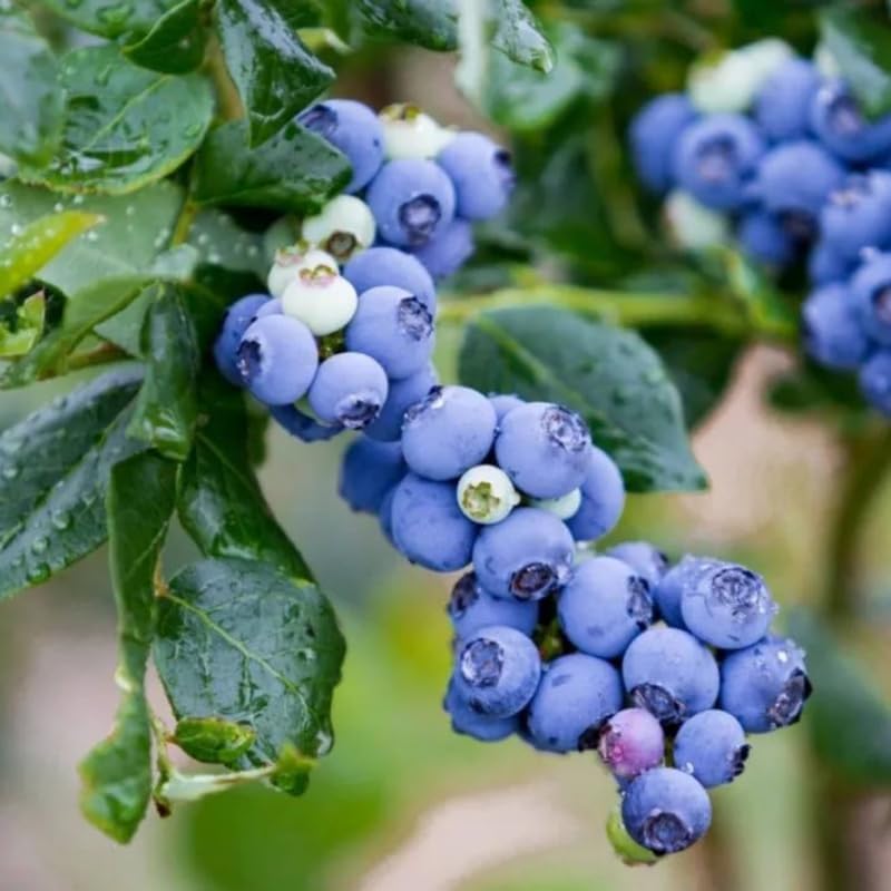 2 Highbush Blueberry Live Plants, High Yield Berry Bush, 4-7 Inch Tall - Image 3